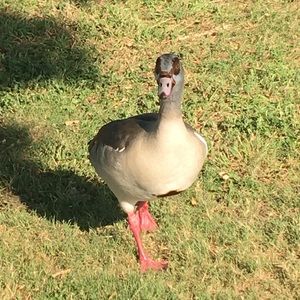 Meet your Posher, Ruth